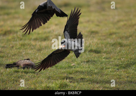 Corvus corone cornix Foto Stock