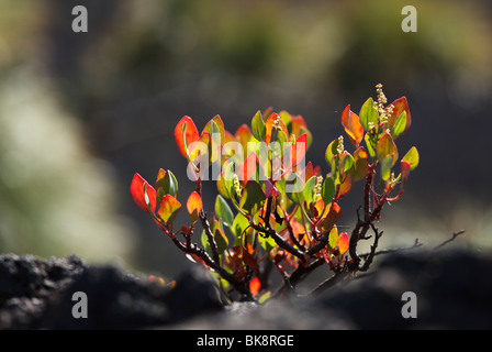 Vinagrera (Rumex lunaria), Giovane pianta, la Palma Isole Canarie Spagna, Europa Foto Stock