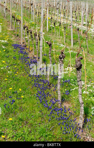 Uva giacinti (Muscari botryoides) in un vigneto Foto Stock