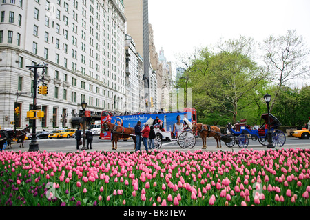 NEW YORK, NY - Tulipani e carrelli in Central Park di New York in primavera. Foto Stock