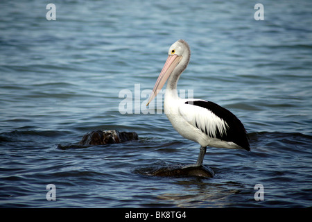 Pellicano australiano su Kangaroo Island, Sud Australia Foto Stock