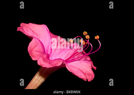 Mirabilis Jalapa quattro o clock flower meraviglia del Perù Mirabilis closeup macro Foto Stock