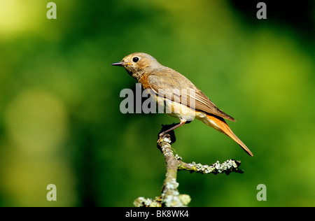 (Redstart Phoenicurus), femmina appollaiato su un ramo Foto Stock
