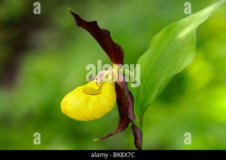 Giallo varietà di orchidee viola (Cypripedium Calceolus) Foto Stock