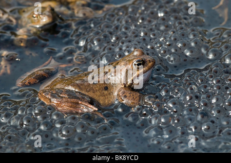 Rana comune (Rana temporaria), nel mezzo di spawn Foto Stock