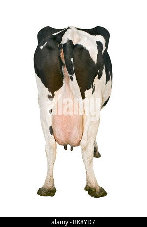 Mucca dell'Holstein Foto Stock