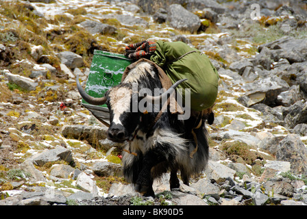 Trekking, molto carico yak (Bos mutus), Pass Chitu-La 5100 m, vecchio pellegrino rotta attraverso le montagne dall'Ganden monaster Foto Stock