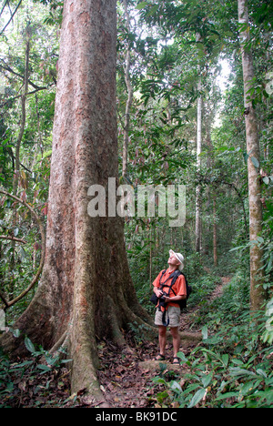 Trekking, Escursionismo è stupito da un albero gigante, albero possente nella giungla, Nam Lan Area di Conservazione in Boun Tai, Phongsali provin Foto Stock