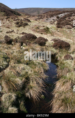 Piccolo ruscello che corre attraverso la torba brughiera sull Croasdale cadde, foresta di Bowland, Lancashire, Regno Unito Foto Stock