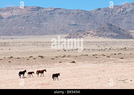 Cavalli selvaggi nel deserto del Namib tra Garub e Aus sulla strada per Luderitz. Namibia Foto Stock