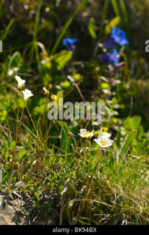 La genziana e anemoni, Iseler, Oberjoch, Allgaeu, Baviera, Germania, Europa Foto Stock