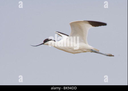 Pied avocet in volo Foto Stock