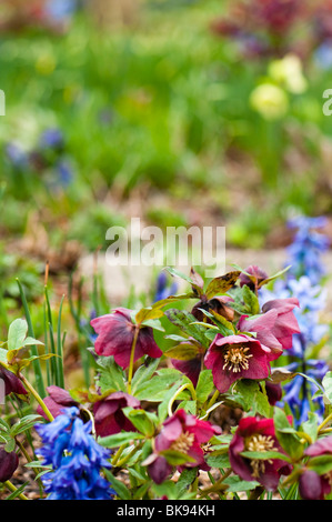 Rosa scuro Hellebores in fiore all'Eden Project in Cornovaglia Foto Stock