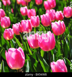 Tulipa SOGNO DI NATALE Foto Stock