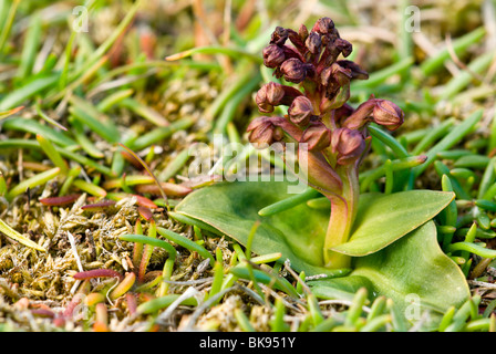 Frog Orchid (Coeloglossum viride) in un prato, Fair Isle, Shetland Scozia, Regno Unito, Europa Foto Stock