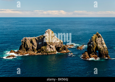 Rocce con la parte settentrionale di sule (Morus bassanus) off Fair Isle, Shetland Scozia, Regno Unito, Europa Foto Stock