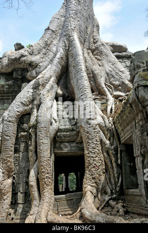 Tetrameles tree (Tetrameles nudiflora), albero affonda le sue radici overgrowing le rovine del complesso del tempio di Ta Prohm, Angkor Thom, UNES Foto Stock