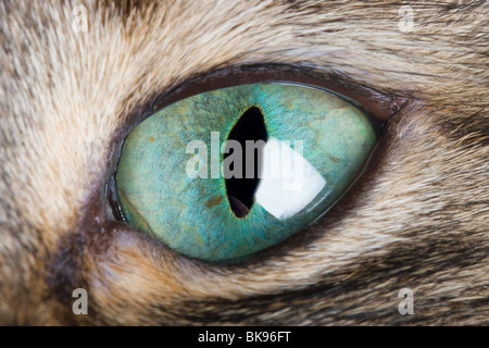 Occhio di gatto Macro. Una chiusura di un occhio di gatto che mostra la pupilla verticale e bel verde iris. Foto Stock