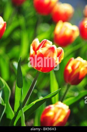 Tulipa VEUVE JOYEUSE Foto Stock