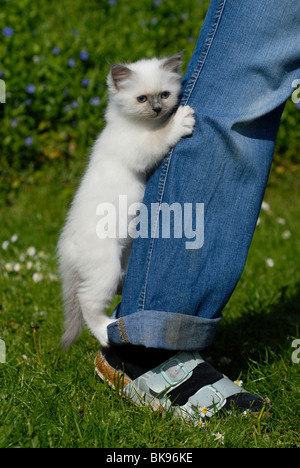 Birman kitten appeso ad una gamba dei pantaloni Foto Stock