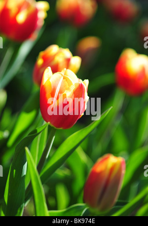 Trionfo Tulip,Tulipa Triomphe, specie Veuve Joyeuse, tulipani nel Parc Floral di Parigi, Francia. Foto Stock