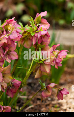 Hellebores rosa in fiore all'Eden Project in Cornovaglia Foto Stock