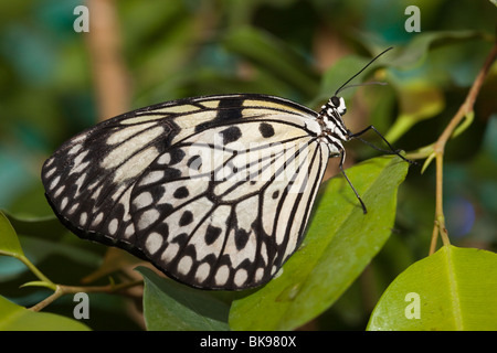 Idea leuconoe, aquilone di carta, carta di riso butterfly. La bella di farfalle tropicali si siede sulla pianta. Foto Stock