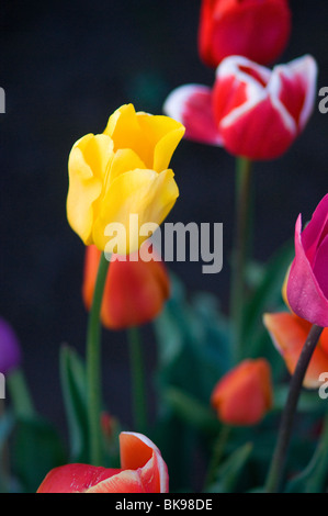 Campo di tulipani, fiori e lampadina Woodenshoe Farm Foto Stock