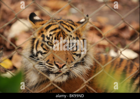 tigre in giardino zoologico Foto Stock