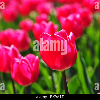 Tulipa SOGNO DI NATALE Foto Stock