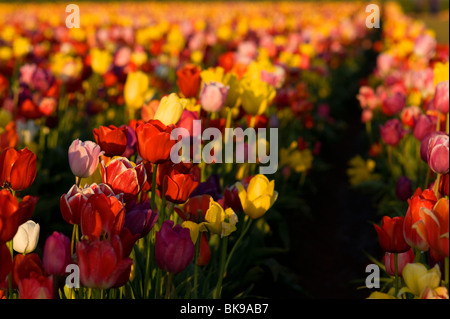 Campo di tulipani, fiori e lampadina Woodenshoe Farm Foto Stock