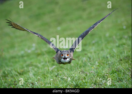 Gufo reale (Bubo bubo) battenti, chiamando, Vulkan Eifel, Renania-Palatinato, Germania, Europa Foto Stock