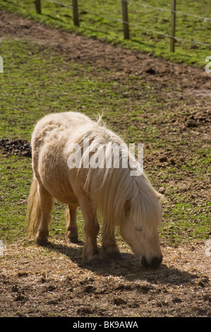 Pony Shetland fattoria il pascolo degli animali in un Chilterns Buckinghamshire campo Foto Stock