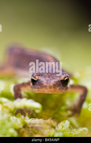 Newt liscia ritratto Foto Stock