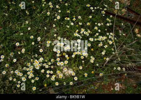 Fiori di primavera Foto Stock