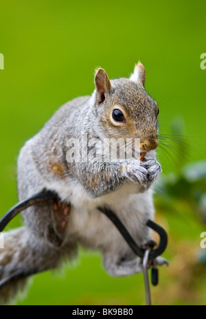 Scoiattolo grigio in equilibrio su un uccello stand a mangiare una nocciolina Foto Stock