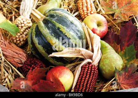 Colori d'autunno decorazione in una scatola di legno, zucche, mele, pere, ornamentali di mais e foglie di autunno Foto Stock