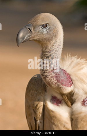 Ritratto di un capo vulture (Gyps coprotheres) Foto Stock