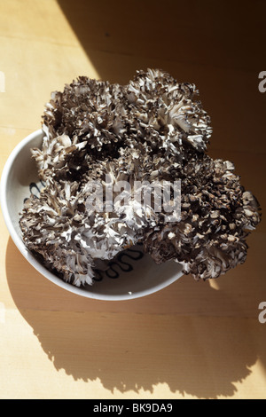 Maitake (hen del bosco) funghi Foto Stock