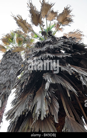 Kanapaha Spring Garden Festival Gainesville Florida danneggiato freddo Washingtonia robusta palme nel giardino delle palme Foto Stock