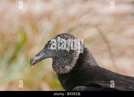 Close up ritratto di una selvaggia avvoltoio nero (coragyps atratus). Foto Stock