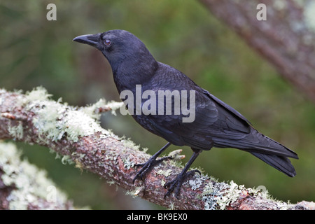 B-971D; AMERICAN CROW nella struttura ad albero; Corvus brachyrhynchos Foto Stock