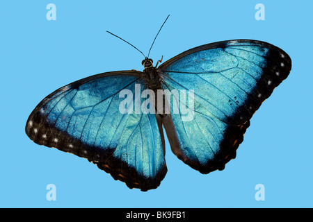 Close-up di un blu Peleides morfo butterfly (Morpho peleides) su uno sfondo blu Foto Stock