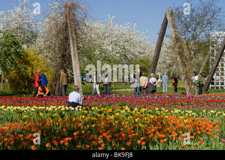 Tulip mostrano TULIPAN nel Britzer Garden park, Berlino, Germania, Europa Foto Stock