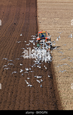 Arando un campo stuble dal fiume Tay in Fife, Scozia Foto Stock
