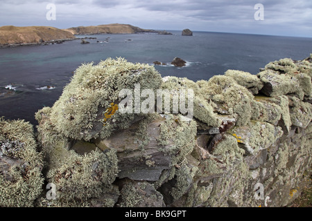 Mare Avorio Lichen Ramalina siliquosa sulla Pietra a Secco muro costa ovest della Scozia Foto Stock