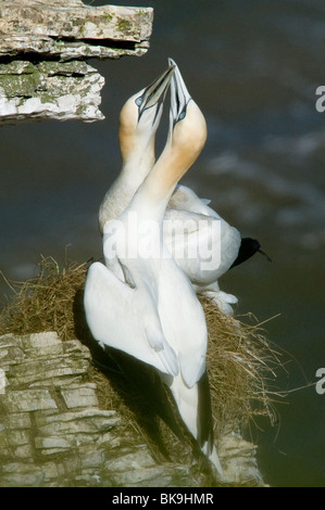 Northern Gannet sulle scogliere a RSPB riserva, scogliere Bemtpon Foto Stock