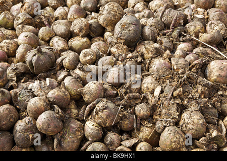 Pila di marcio svedesi pronti per lo spandimento sul campo Foto Stock