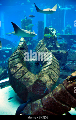 Un enorme acquario di acqua salata dell'Hotel Atlantis Palm Jumeirah, Dubai, Emirati Arabi Uniti, in Arabia, in Medio Oriente, Orient Foto Stock