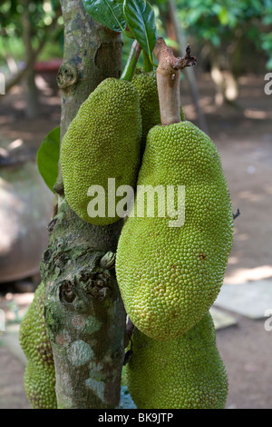 Frutta Jack su albero, Vietnam, Dicembre 2009 Foto Stock